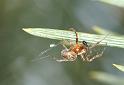 Araniella_displicata_D3011_Z_90_NP De Hoge Veluwe_Nederland
